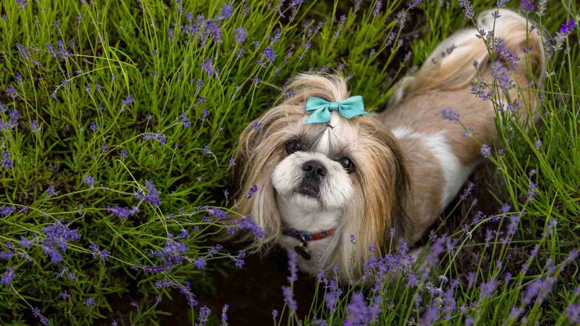 Perro Shih Tzu